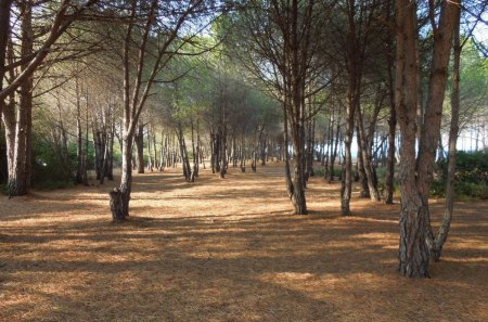 field - field, fun, trees, nature