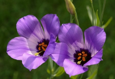 Purple flowers - summer, flower, purple, sunny, beautiful