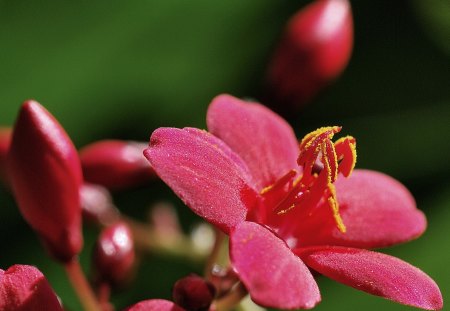 Red flower with golden dust - dust, yellow, red, golden, flower