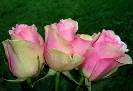 Three Roses - roses, flowers, closeup, macro, nature, grass