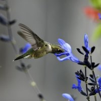 Hamming bird and Flowers