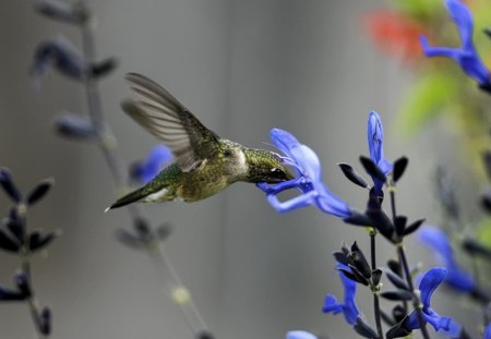 Hamming bird and Flowers - animals, bird, flowers, hamming bird, nature