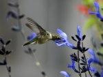 Hamming bird and Flowers