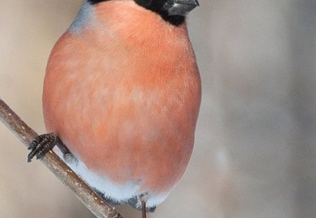 Beautiful Bird - bird, bunch, animals, beautiful