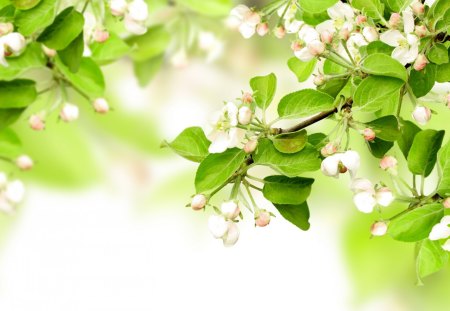 *** Blossoming tree *** - flowers, white, nature, tree