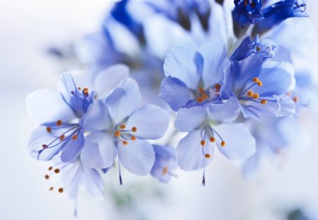 *** Blooming trees *** - flowers, trees, nature, blue, flower