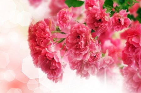 *** Pink flowering trees *** - blooming, pink, flowers, trees, nature