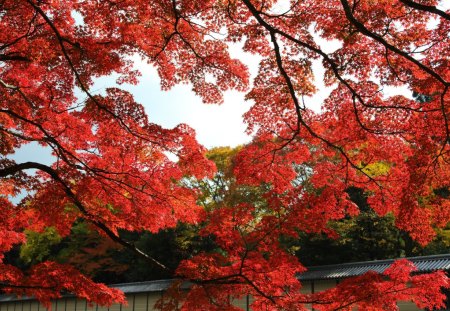 Branch - nature, tree, foret, red