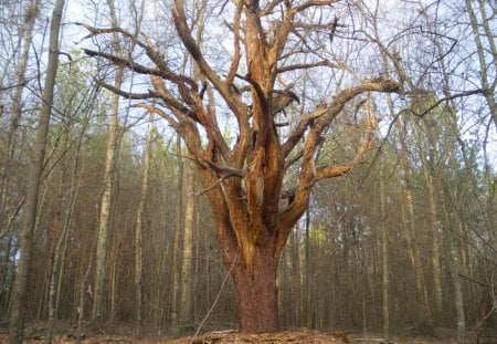 Old Pine Seen Better Days - dead, tree, old, pine