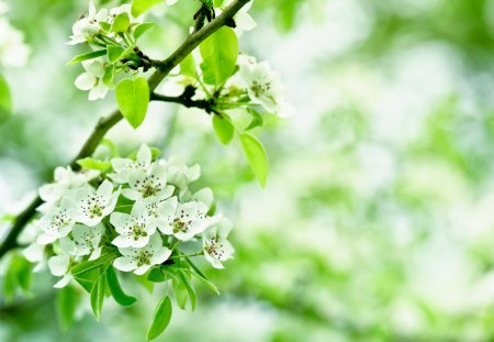 *** Blossoming branches of a tree *** - flowers, nature, tree, blossming