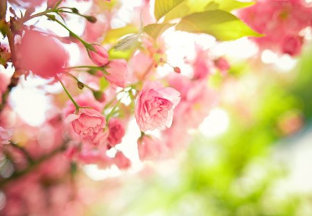 *** Pink flowers on the branches of a tree ***