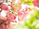 *** Pink flowers on the branches of a tree ***