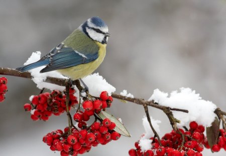 Pretty bird - snow, bird, animal, nature