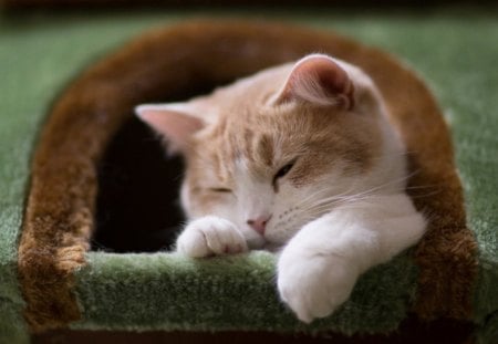 Cute cat - kitty, animals, cute, cat, sleeping