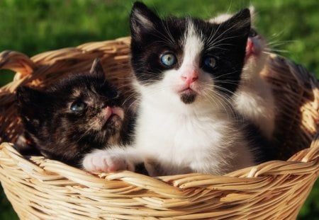 Sweet mother - basket, mom, kitten, mother, love, cat