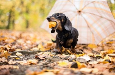 Autumn dog - face, pretty, playful dog, cute, animals, beauty, beautiful, sweet, puppy, bubbles, playful, dogs, puppies, pay, lovely, dog face