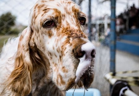 Dog - face, pretty, playful dog, cute, animals, beauty, beautiful, sweet, puppy, bubbles, playful, dogs, puppies, pay, lovely, dog face