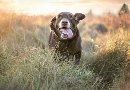 Dog - face, pretty, playful dog, cute, animals, beauty, beautiful, sweet, puppy, bubbles, playful, dogs, puppies, pay, lovely, dog face