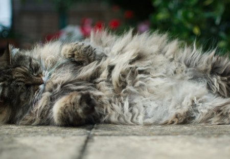 Cat - sleepy, cute, beautiful, cat, sleeping, kitty, cats, hat, cat face, paws, face, animals, pretty, beauty, sweet, kitten, lovely