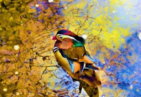 beautiful bird - nature, colorful, animals, birds