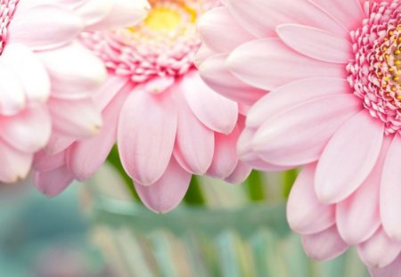 Three pink gerbera - flowers, bokeh, petals, pink, gerbera