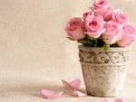 Pot of pink roses