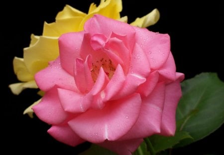 Full blooms - rose, flower, petals, pink