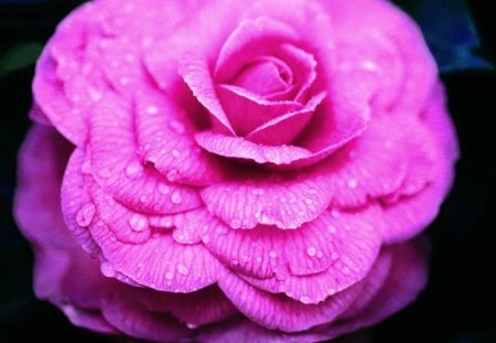 Pink rose - nature, pink, rose, black, flower