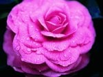 Pink rose