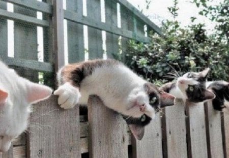 It's a Caaaat's Life!!!!! - relax, cats, fence, life