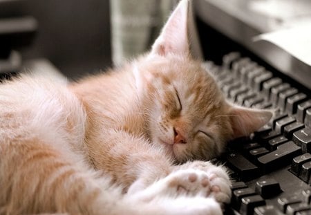 Dreaming of a Mouse - keyboard, computer, cute, kitty