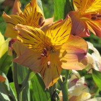 Sunshine Lillies