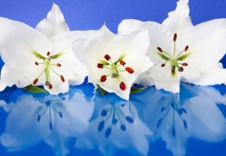 White flowers - pretty, delicate, lilies, blue, lovely, reflection, flowers, white, tender, nice