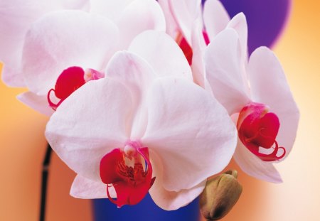 Orchids - flowers, oriental, orchids, petals