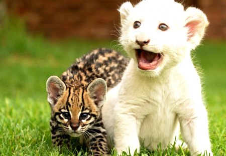 GORGEOUS KITTIES - cubs, wild cat, lion, beautiful, kittens, eyes, while