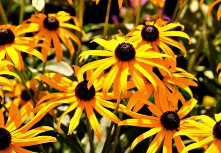 Bunch of blackeye susan - flowers, yellow, blackeye, susan