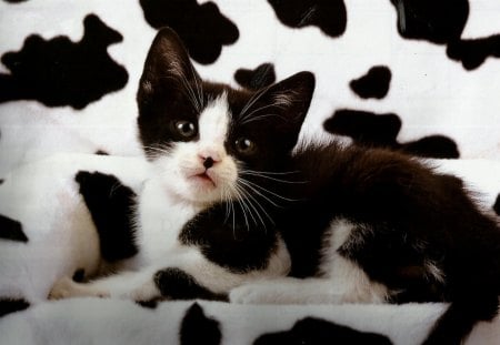 Black and white kitten - black, white, kitten, blanklet