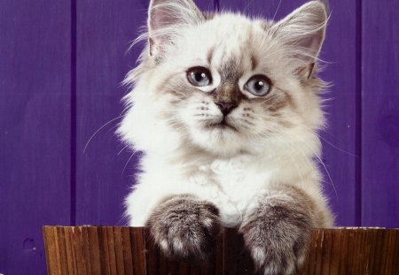 Kitten - feline, purple, wooden pail, kitten