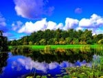 POND in MEADOW