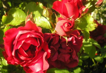 Roses - flowers, red, roses, nature