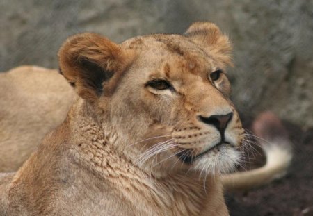 Lioness - lioness, animals