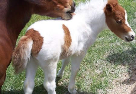 Shetland Pony and foal - pony, foal, shetland, horse, animals