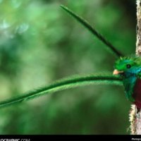 Quetzal bird 