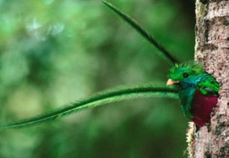 Quetzal bird  - quetzal, birds, animals