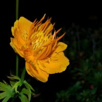 orange yellow flower