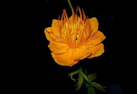 orange flower - orange, flower