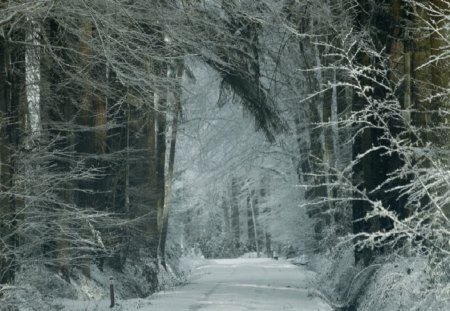 	winter path - winter, path