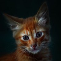 	smelly cat