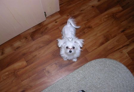 Dog - fun, loving, maltese, dog, sweet, my dog, best, white, lulu