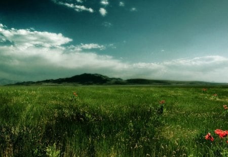 GRASS OCEAN - green, red flowers, clouds